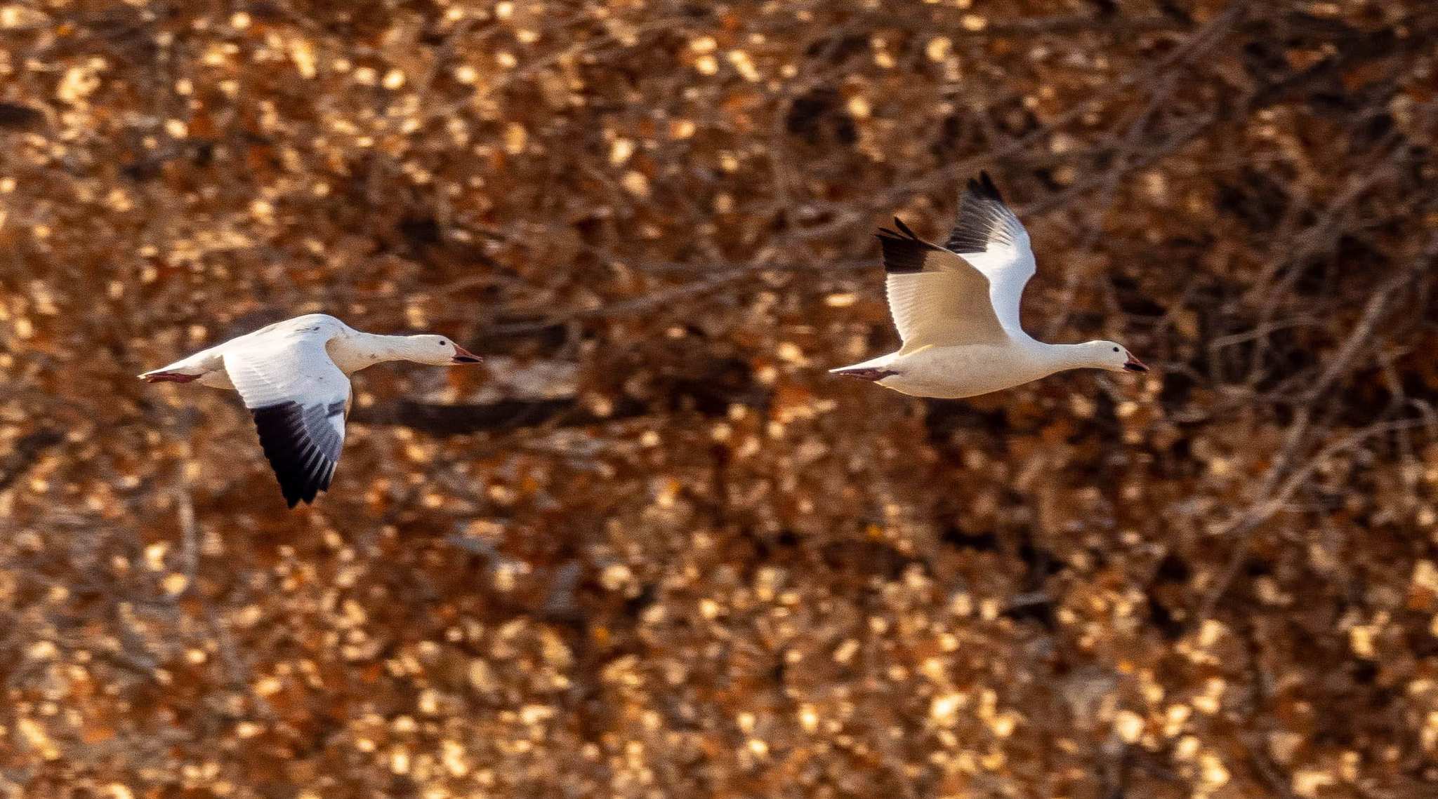 Snow Geese Flying